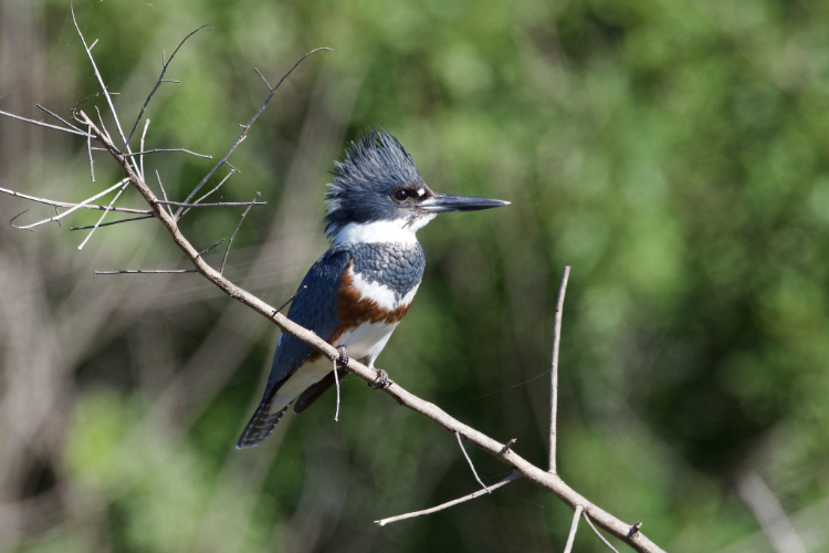 female Belted Kingfisher